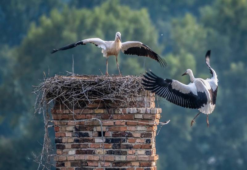 Professional Chimney Animal Removal Services in Phoenix, Maryland