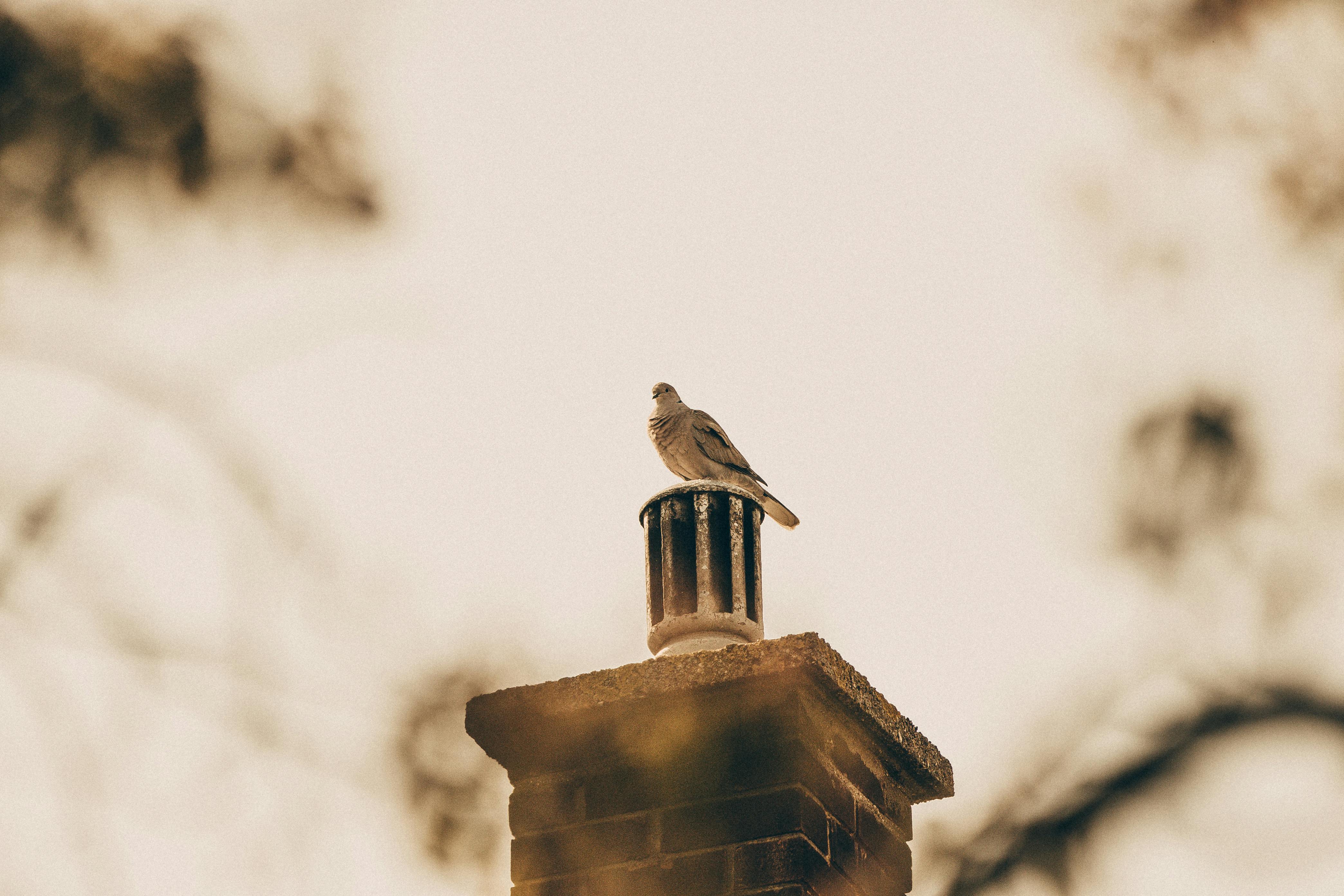 Professional Chimney Cap Installation Services in Phoenix, MD Expert Chimney Cap Installation in Phoenix, Maryland
